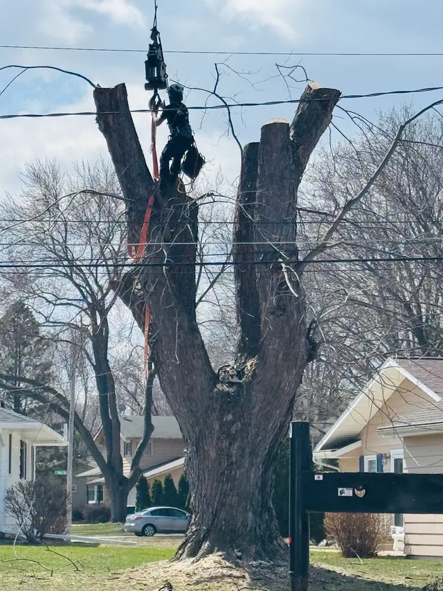 Triatik's Tree Service, LLC — photo from the business 6