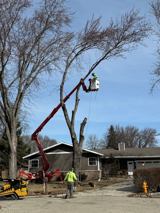 Triatik's Tree Service, LLC — photo from the business 2