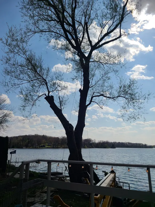 Organic tree service. — customer photo 4