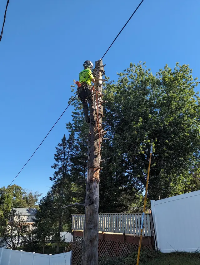 Organic tree service. — customer photo 5