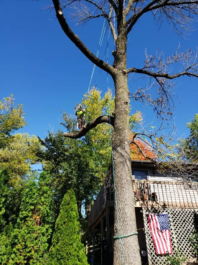 Organic tree service. — customer photo 12