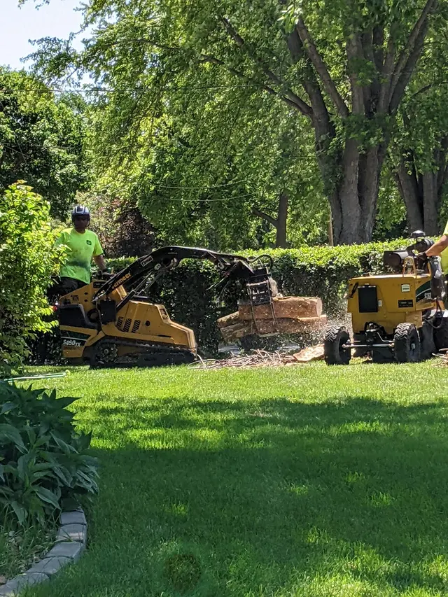 Organic tree service. — customer photo 7