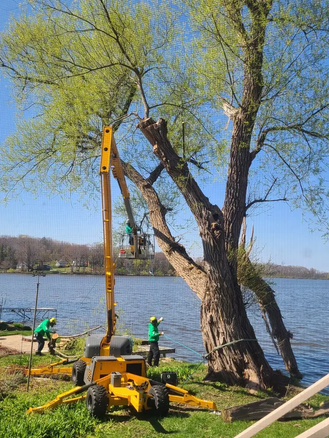 Organic tree service. — customer photo 10