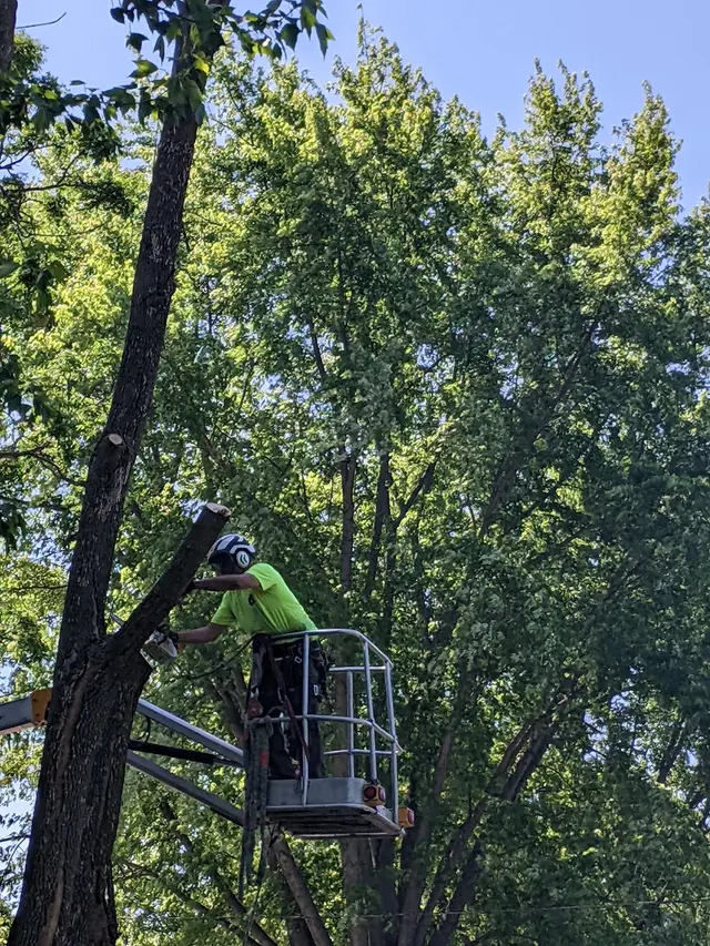 Organic tree service. — customer photo 1