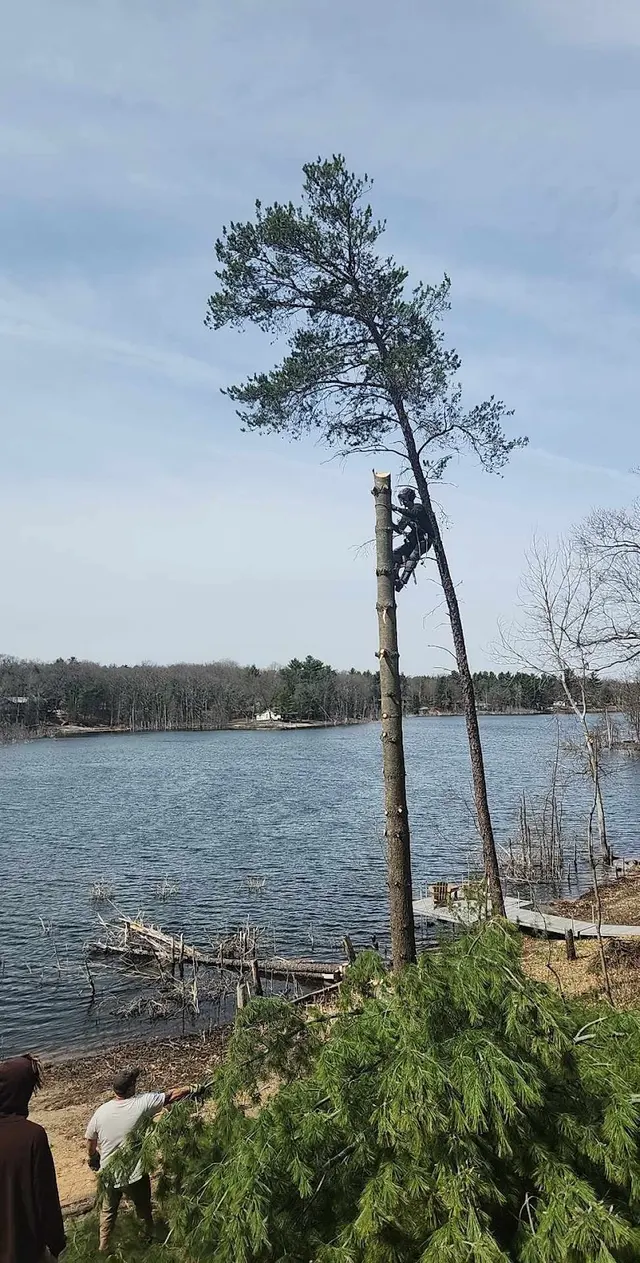 Torres Tree Service, LLC — customer photo 9