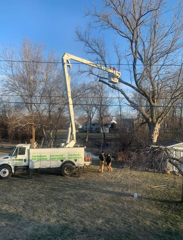 Torres Tree Service, LLC — customer photo 8