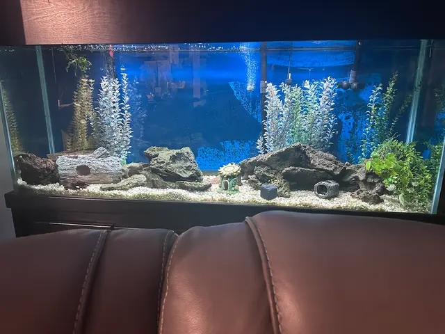 Aquatic Realmz Aquarium Maintenance & Design — customer photo 2