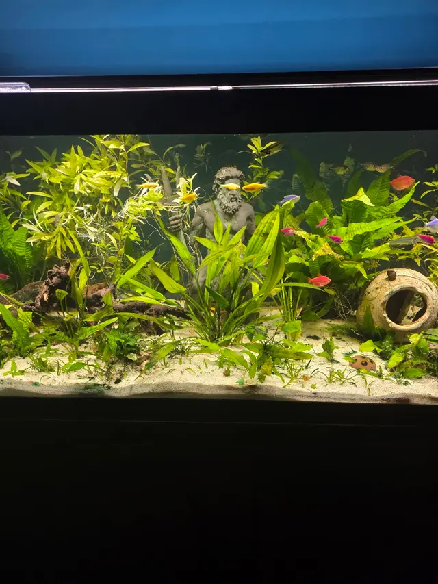 Aquatic Realmz Aquarium Maintenance & Design — customer photo 6