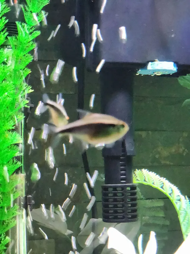 Aquatic Realmz Aquarium Maintenance & Design — customer photo 8