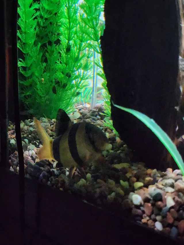 Aquatic Realmz Aquarium Maintenance & Design — customer photo 5