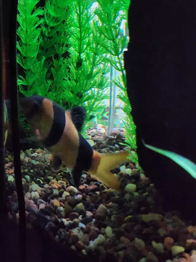 Aquatic Realmz Aquarium Maintenance & Design — customer photo 12