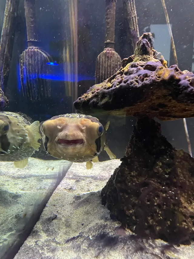 Aquatic Realmz Aquarium Maintenance & Design — customer photo 7
