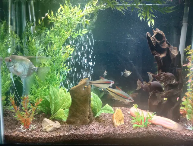 Aquatic Realmz Aquarium Maintenance & Design — customer photo 11