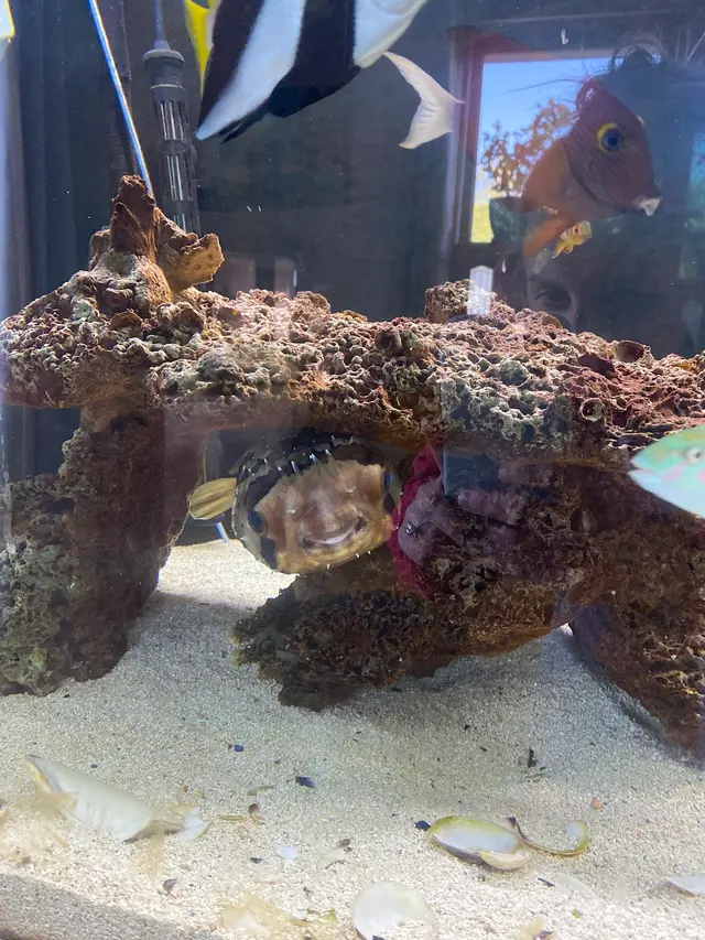Aquatic Realmz Aquarium Maintenance & Design — customer photo 3