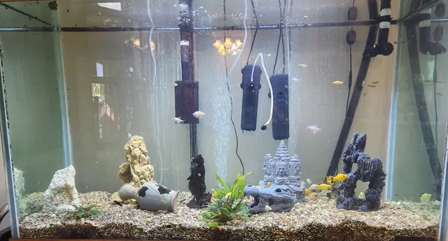 Aquatic Realmz Aquarium Maintenance & Design — customer photo 10