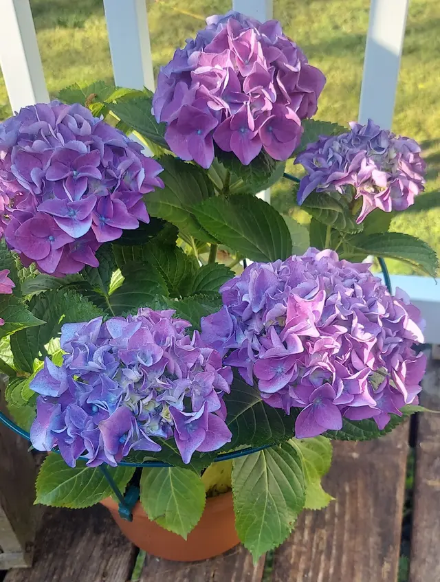 Agee Lawn & Garden — customer photo 4