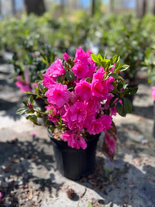 T-Bone's Nursery — photo from the business 7