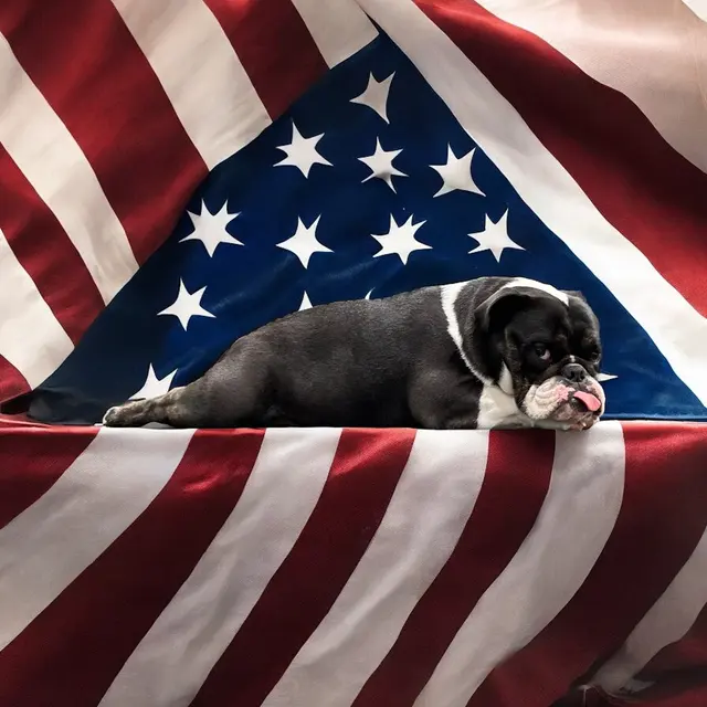 Party Dog Doggie Daycare and Boarding — photo from the business 9