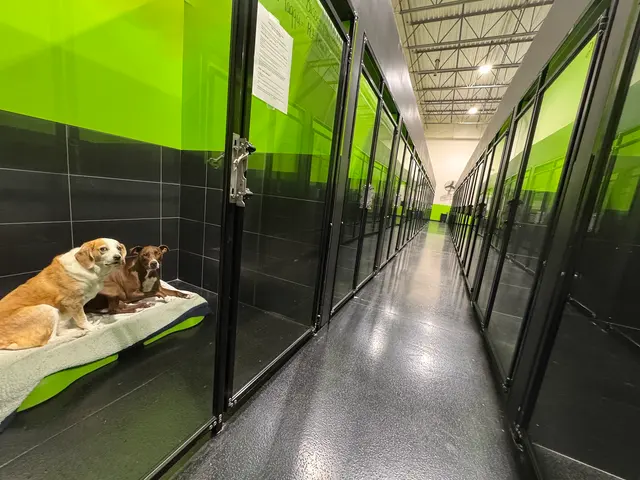 Party Dog Doggie Daycare and Boarding — photo from the business 2