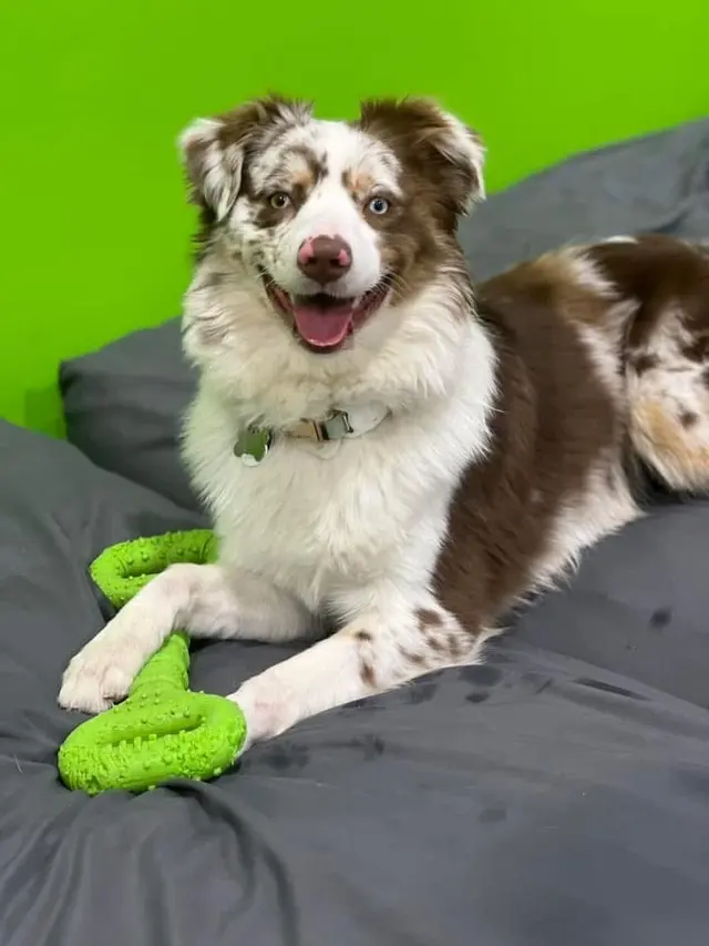 Party Dog Doggie Daycare and Boarding — customer photo 3