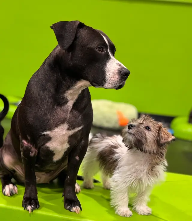 Party Dog Doggie Daycare and Boarding — photo from the business 4