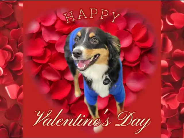 Customer photo of work by Party Dog Doggie Daycare and Boarding, from Vivien Benson's review
