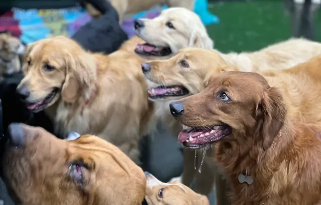 Party Dog Doggie Daycare and Boarding — photo from the business 5