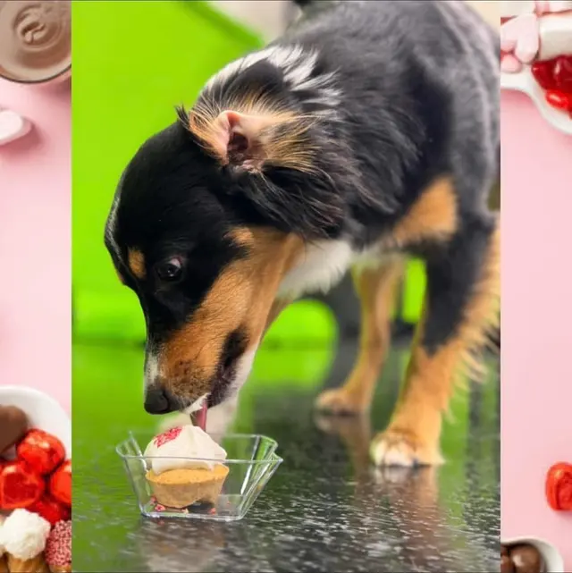 Customer photo of work by Party Dog Doggie Daycare and Boarding, from Vivien Benson's review
