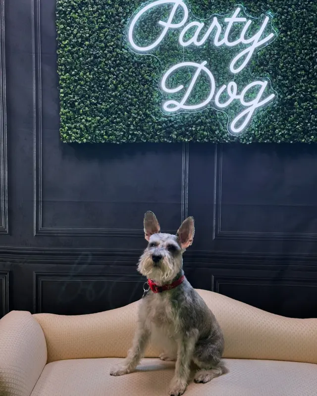 Party Dog Doggie Daycare and Boarding — photo from the business 7