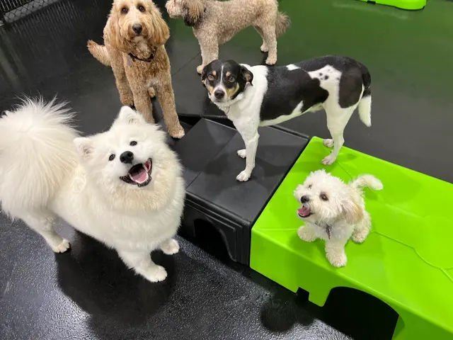 Party Dog Doggie Daycare and Boarding — photo from the business 1