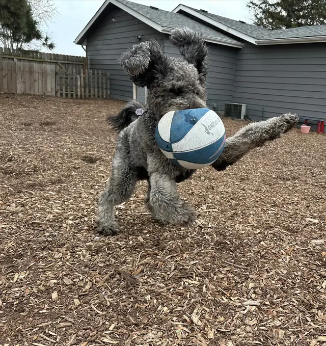 Pet Paradise Dog Daycare & Boarding — photo from the business 9