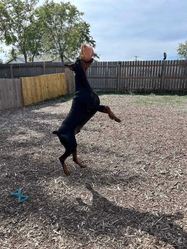 Pet Paradise Dog Daycare & Boarding — photo from the business 11