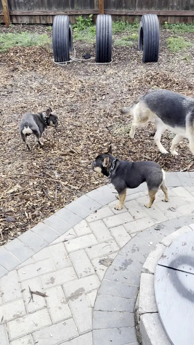 Customer photo of work by Pet Paradise Dog Daycare & Boarding, from Jamie Tabrizi's review