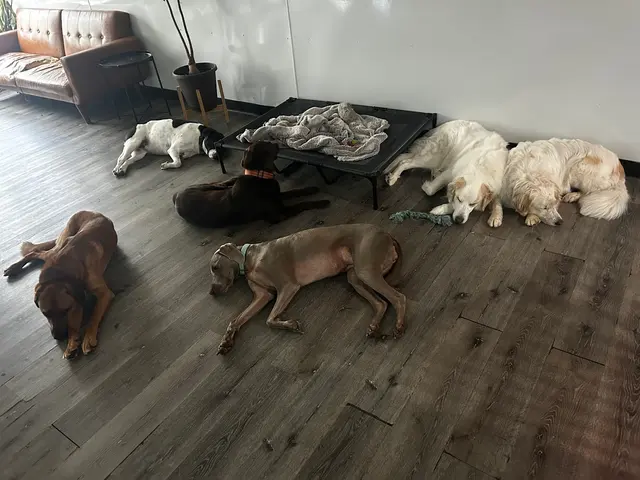 Pet Paradise Dog Daycare & Boarding — customer photo 7