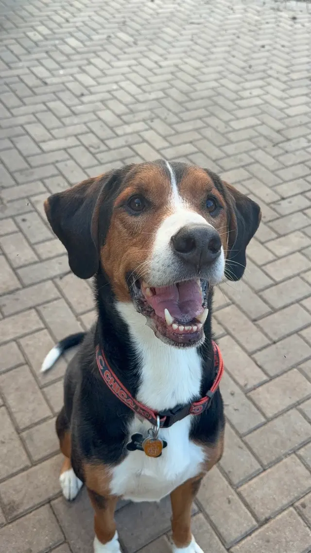 Pet Paradise Dog Daycare & Boarding — photo from the business 1