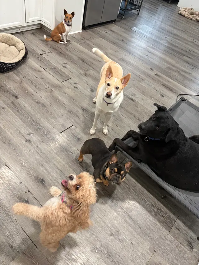 Pet Paradise Dog Daycare & Boarding — customer photo 3