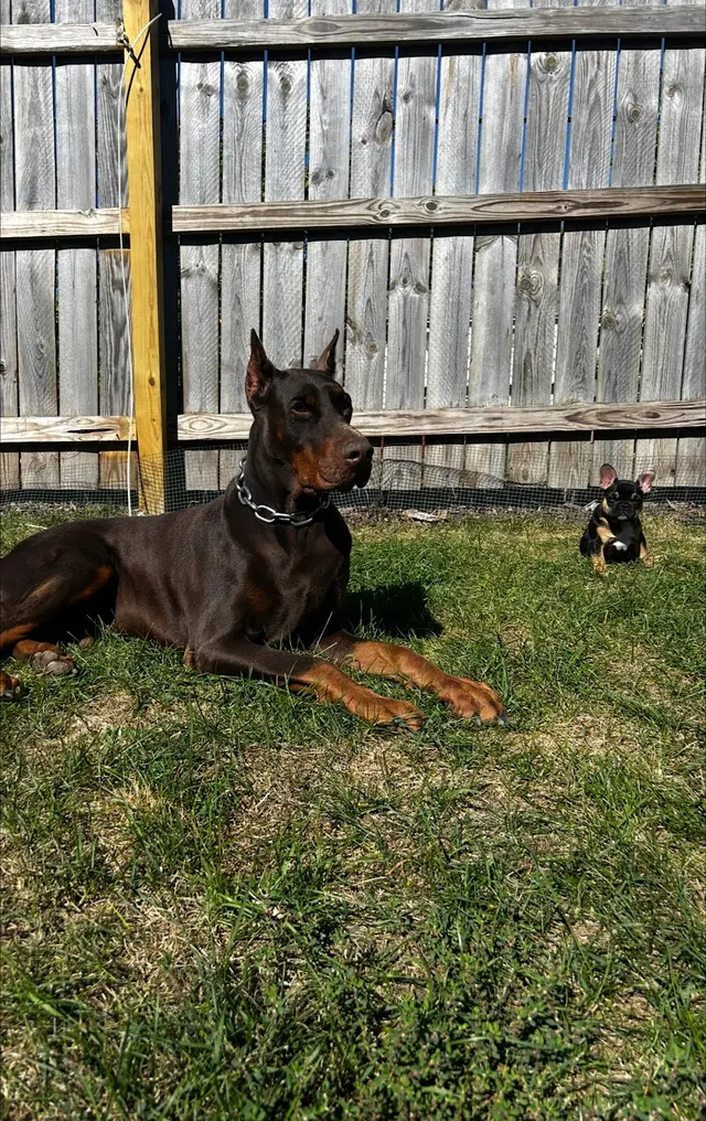 Pet Paradise Dog Daycare & Boarding — photo from the business 12