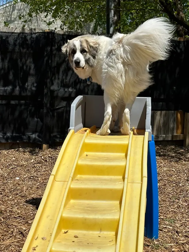 Pet Paradise Dog Daycare & Boarding — photo from the business 6