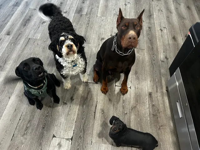 Pet Paradise Dog Daycare & Boarding — customer photo 2