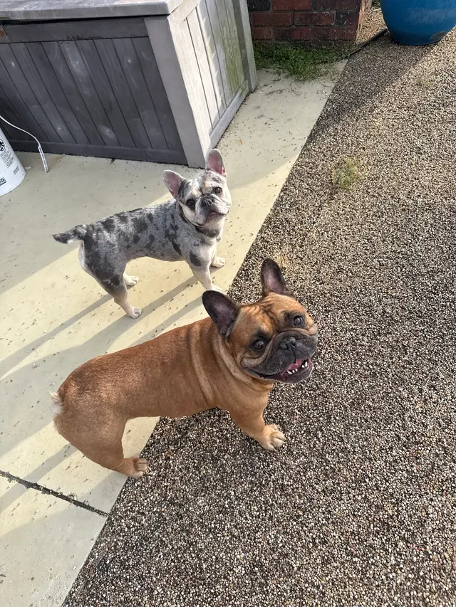 Pet Paradise Dog Daycare & Boarding — customer photo 4