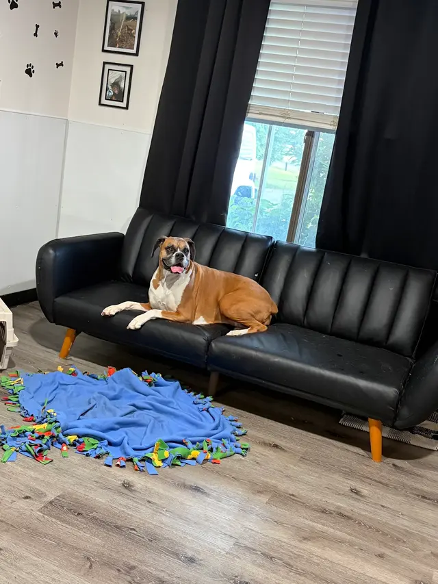 Pet Paradise Dog Daycare & Boarding — customer photo 5