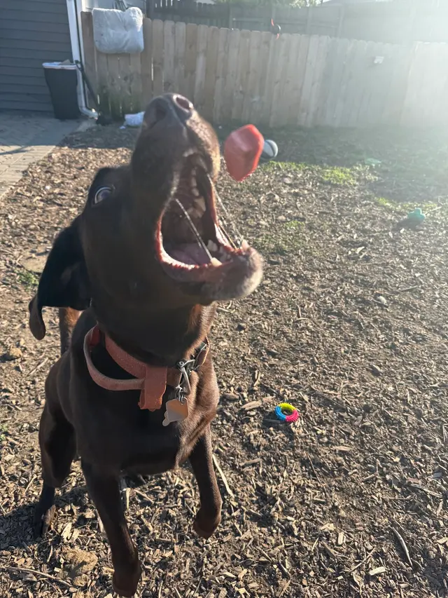 Pet Paradise Dog Daycare & Boarding — photo from the business 10