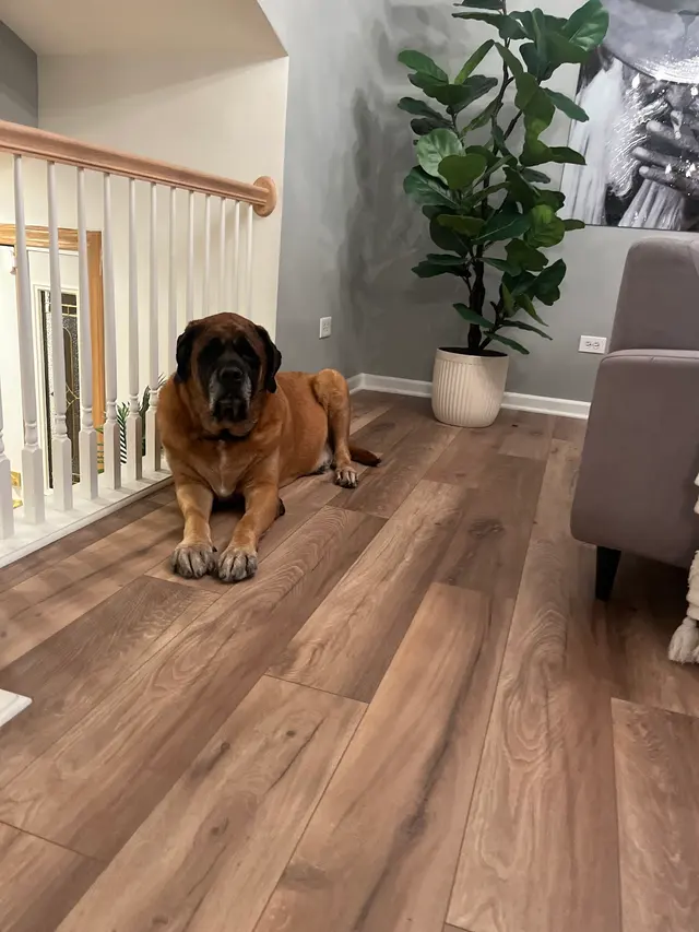 Pawsobilly The Best Grooming and Board — photo from the business 9