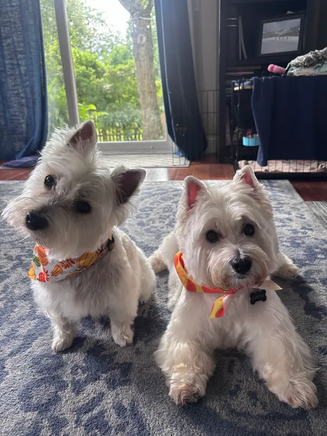 Customer photo of work by Pawsobilly The Best Grooming and Board, from Denee Anderson's review