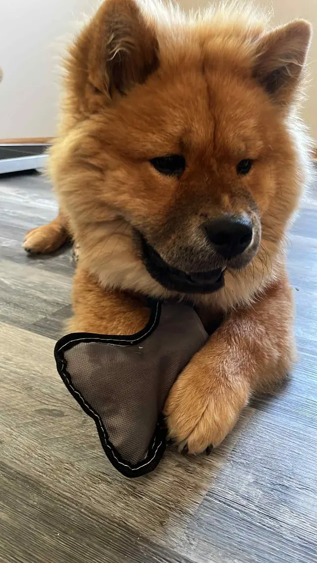 Pawsobilly The Best Grooming and Board — photo from the business 5