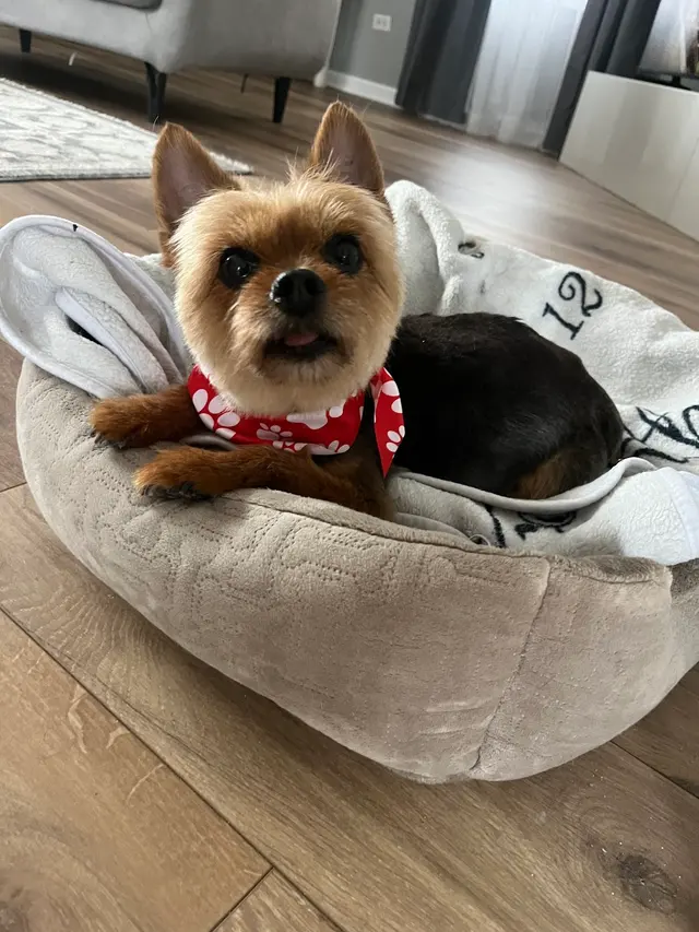 Pawsobilly The Best Grooming and Board — photo from the business 6