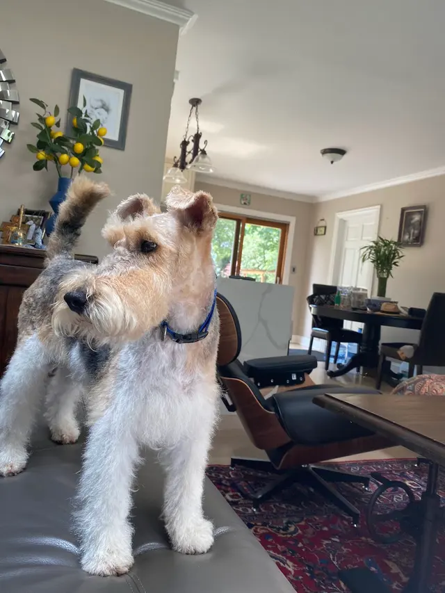 Pawsobilly The Best Grooming and Board — customer photo 2