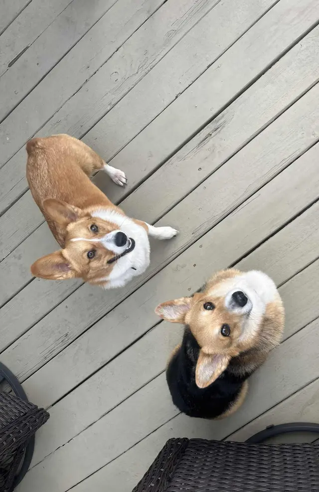 Pawsobilly The Best Grooming and Board — photo from the business 11