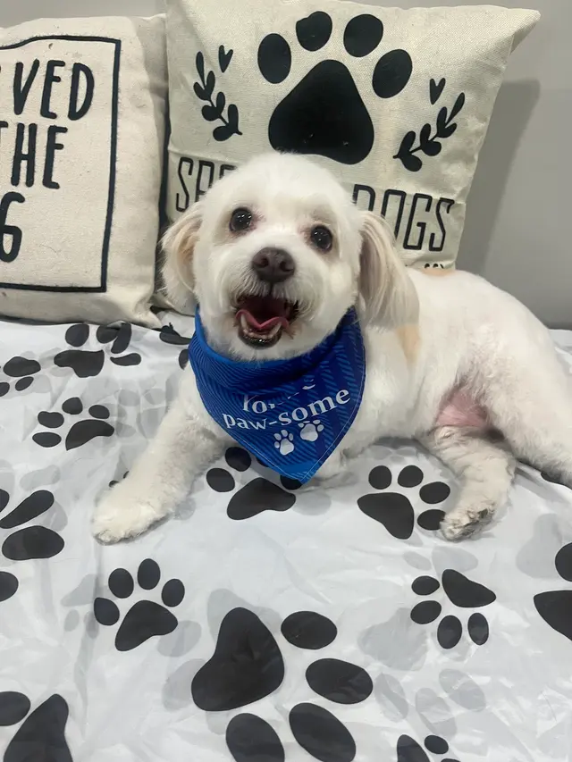 Pawsobilly The Best Grooming and Board — photo from the business 1