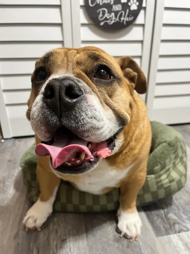 Pawsobilly The Best Grooming and Board — photo from the business 8